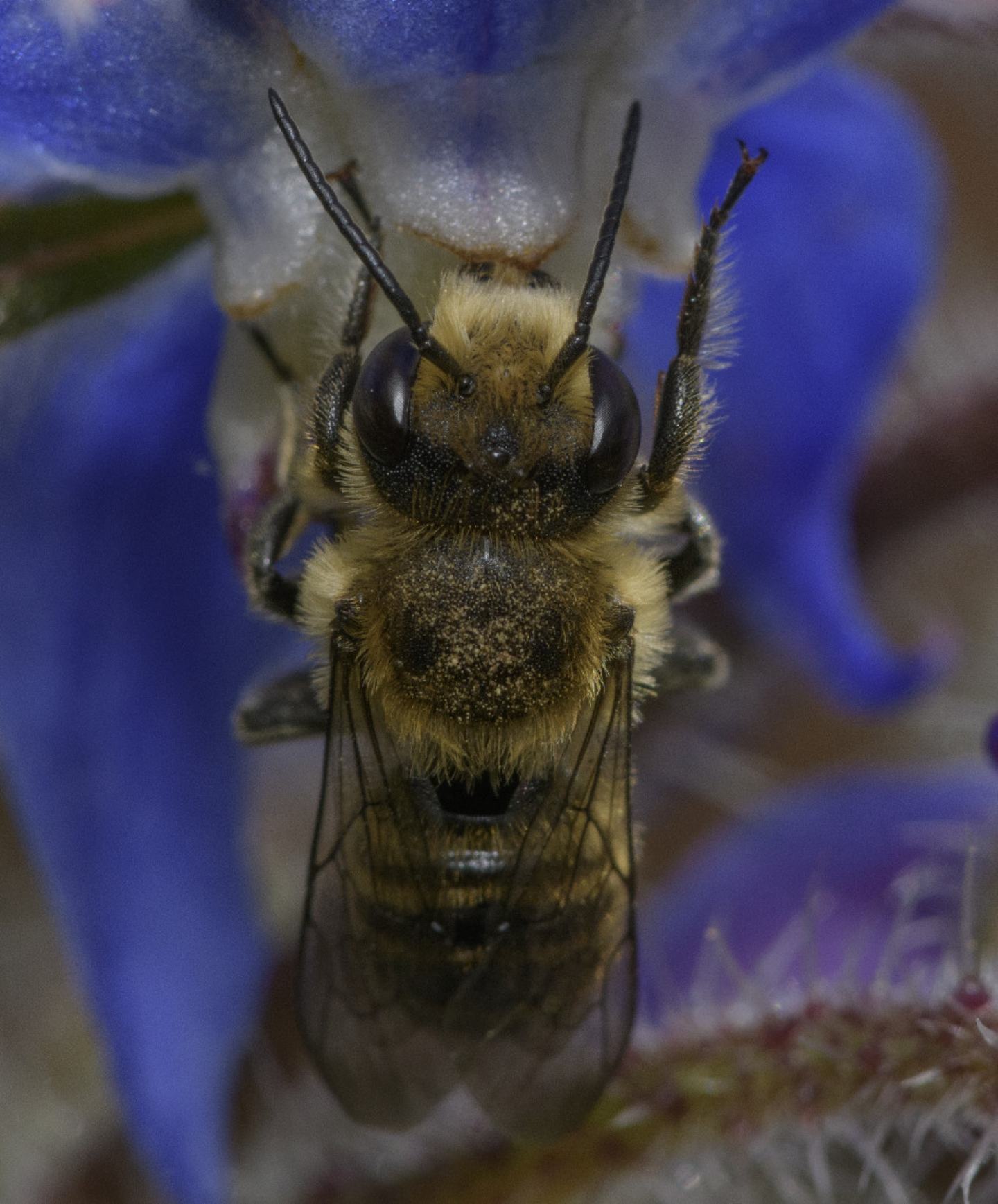 Apidae Megachilinae: Megachile sp., maschio